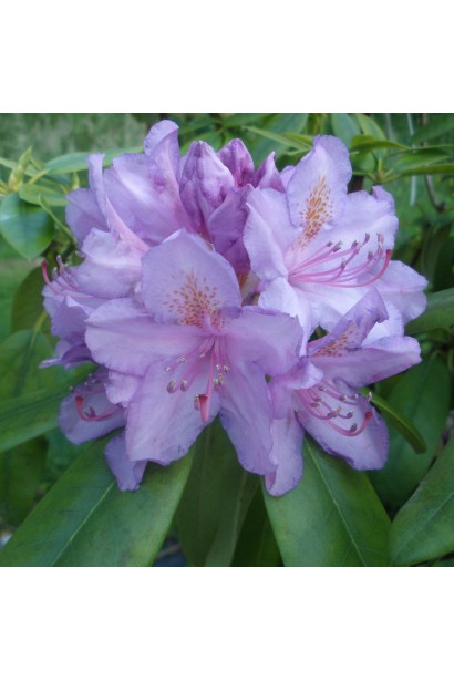 Рододендрон катевбінський Грандіфлорум