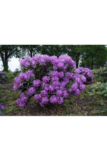 Рясно квітучий кущ Грандіфлорум для декоративного саду.