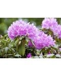 Рододендрон катевбінський Грандіфлорум | Rhododendron catawbiense Grandiflorum | Рододендрон катевбинский Грандифлорум