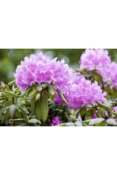 Лілові квіти рододендрону Грандіфлорум створюють яскравий акцент.