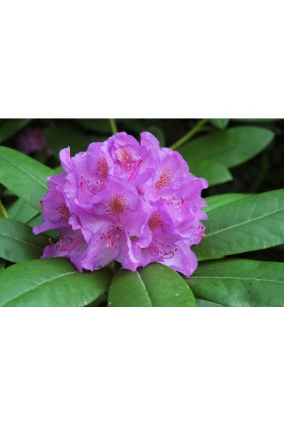 Квіти Grandiflorum гармонійно поєднуються із темним листям.