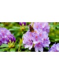Рододендрон катевбінський Грандіфлорум | Rhododendron catawbiense Grandiflorum | Рододендрон катевбинский Грандифлорум
