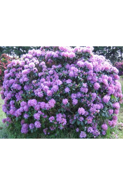 Лілово-квітучий кущ Grandiflorum доповнює садову палітру.