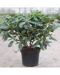 Рододендрон катевбинский Грандифлорум | Rhododendron catawbiense Grandiflorum | Рододендрон катевбінський Грандіфлорум