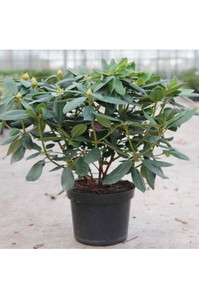 Саджанць рододендрону Грандіфлорум в садовому центрі