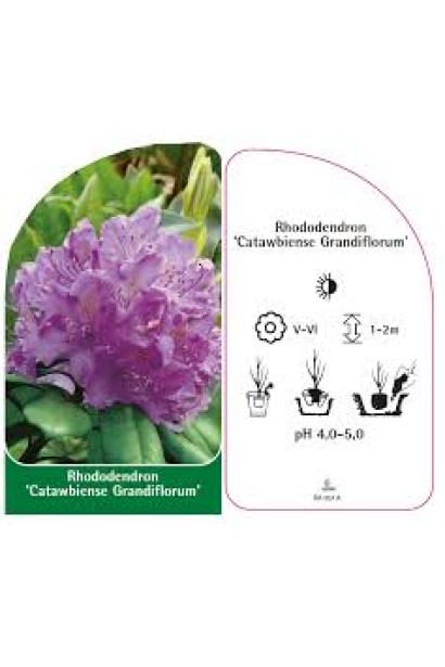 Rhododendron catawbiense Grandiflorum