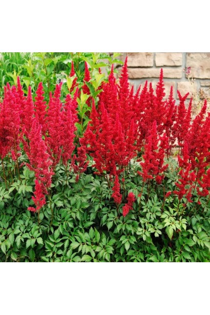 Астильба червона цвітіння 