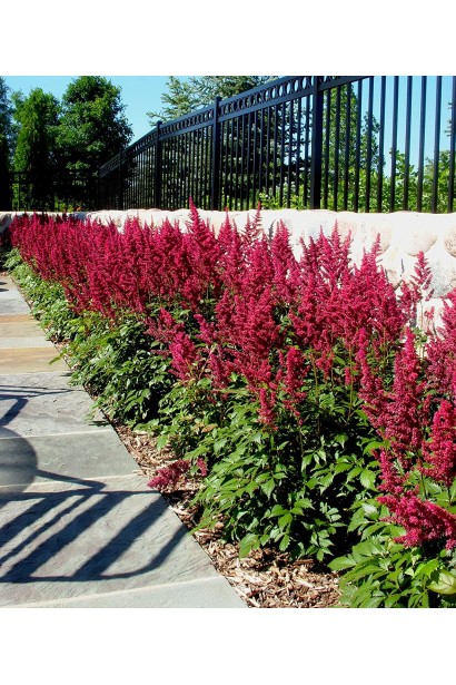 Астильба  Astary Red клумба