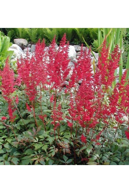 Астильба арендса Астарі Ред 