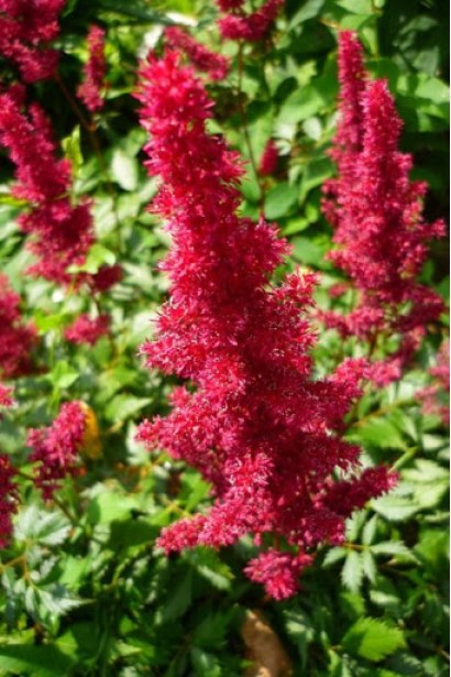 Астильба арендса Астарі Ред  червоні волоті суцвіття