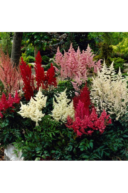 Астильба арендса Астарі Ред  в міксбордері