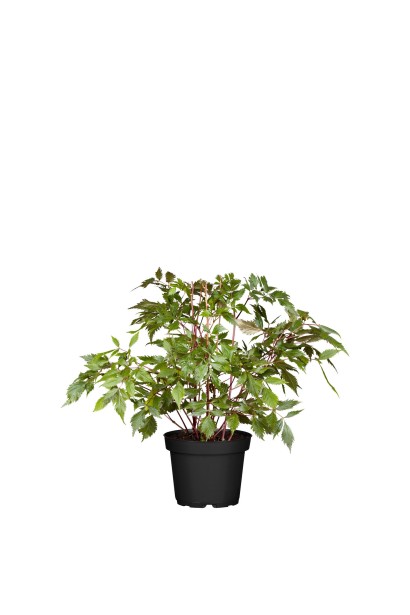 Астильба арендса Астарі Ред  в контейнері