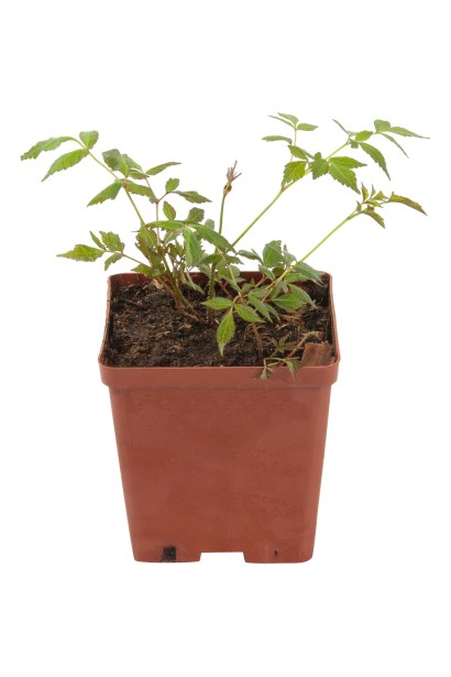 Astilbe arendsii Astary Red саджанець