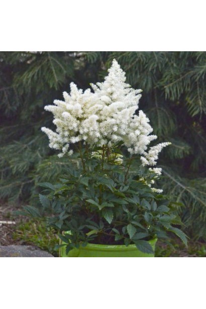 Астильба арендса Астарі Вайт посадка в горщик