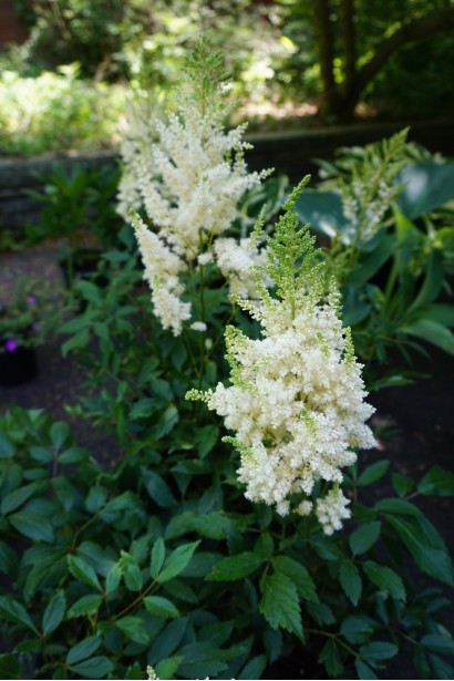 Астильба арендса Астарі Вайт