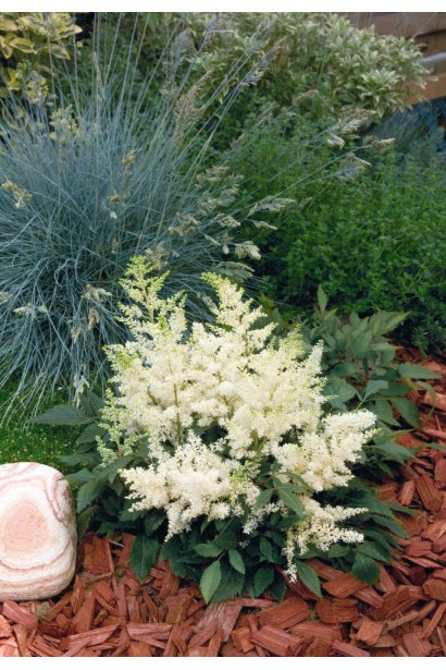 Астильба Астарі Вайт в ландшафті