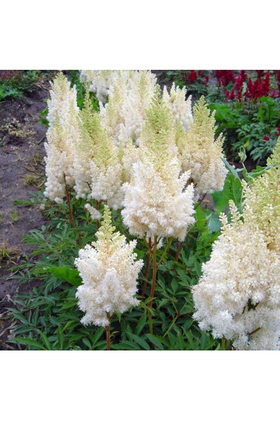 Астильба арендса Астарі Вайт білі суцвіття