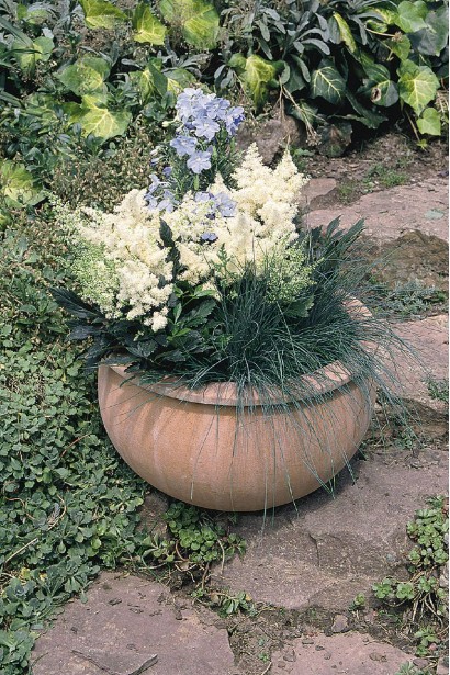 Астильба Астарі Вайт в саду в капшо