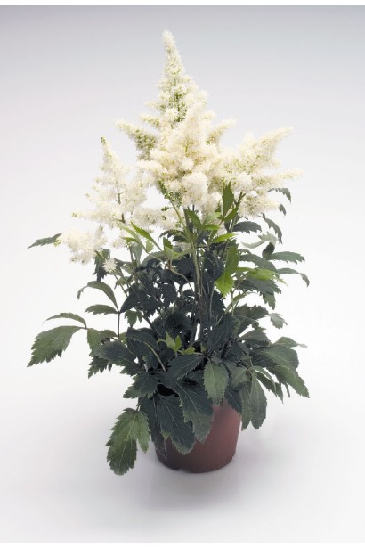 Астильба арендса Астарі Вайт в контейнері