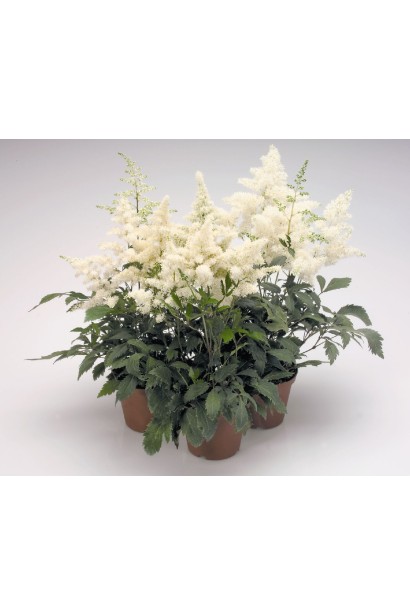 Astilbe arendsii Astary White цвітіння