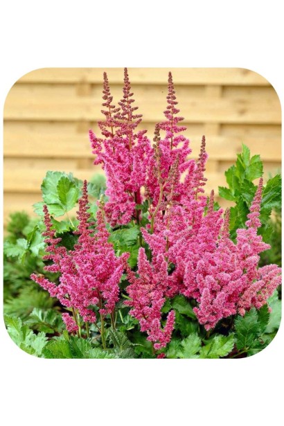 Astilbe arendsii Astary Rose