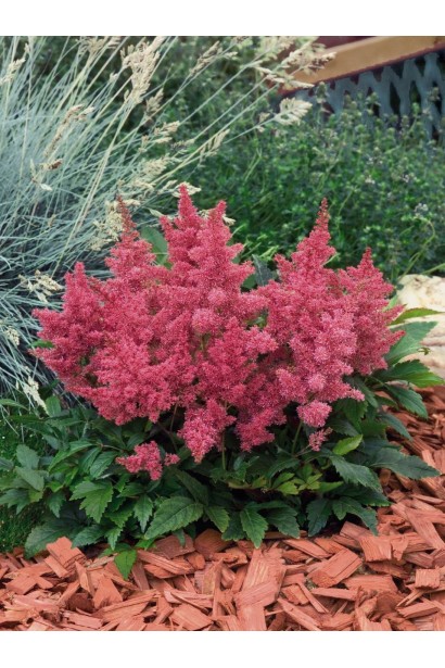 Астильба арендса Астарі Роуз цвітіння