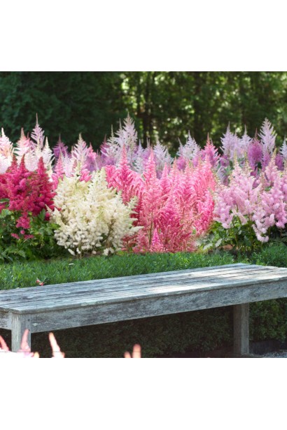 Астильба арендса Астарі Роуз  в ландшафті