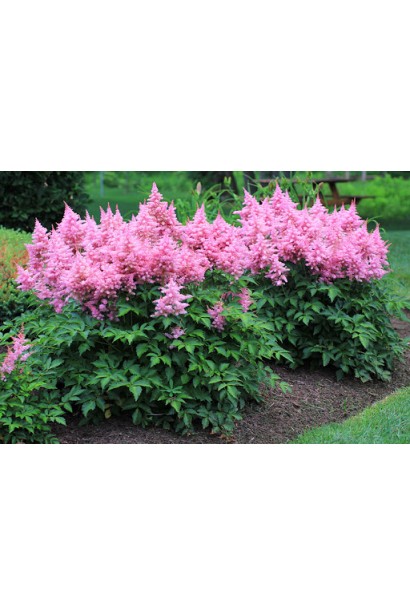 Астильба рожева посадка на клумбі