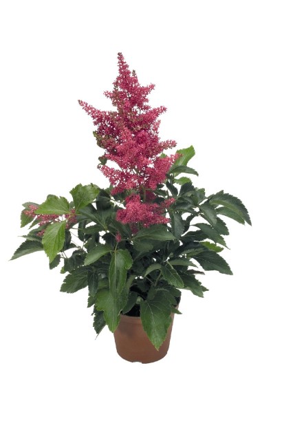 Астильба арендса Астарі Роуз 