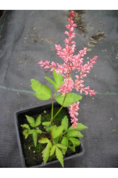 Астильба Астарі Роуз в контейнері Р9