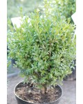 Самшит вечнозелёный | Buxus sempervirens | Самшит вічнозелений