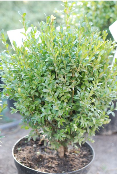 Buxus sempervirens – щільна листяна крона