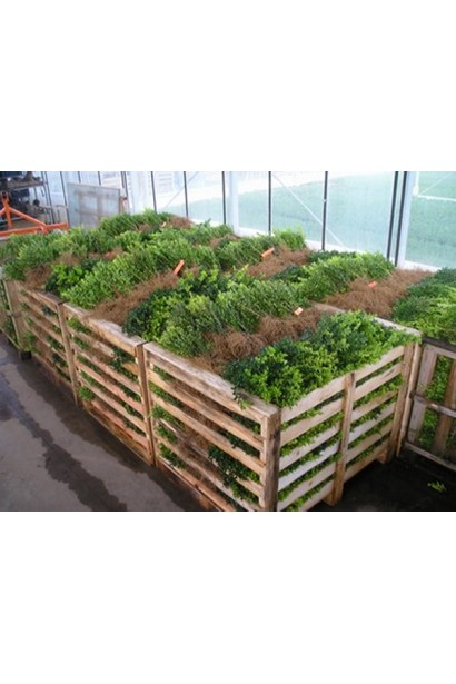 Самшит вічнозелений