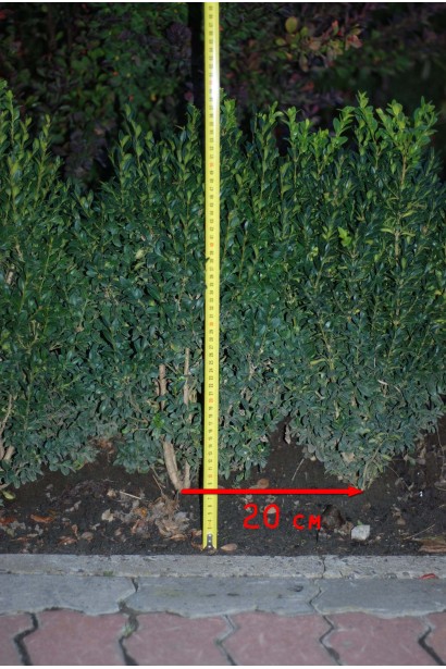 Buxus sempervirens