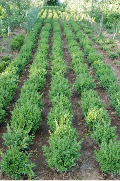 Саджанці самшиту вічнозеленого в розсаднику