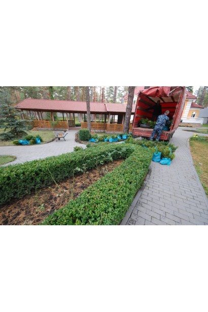 Самшит вічнозелений – ідеальний для живоплотів