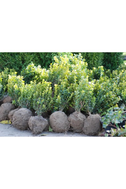 Самшит вічнозелений з комом землі