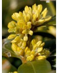 Самшит вічнозелений | Buxus sempervirens | Самшит вечнозелёный