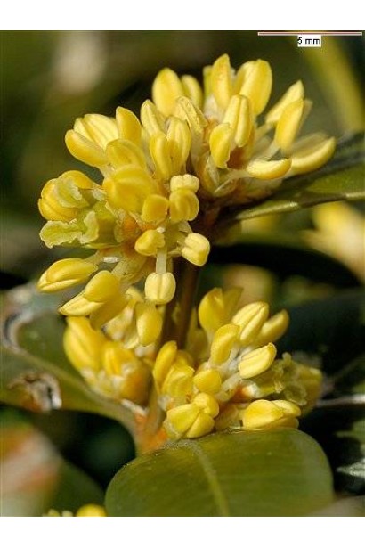 Самшит вічнозелений - непримітні жовто-зелені суцвіття