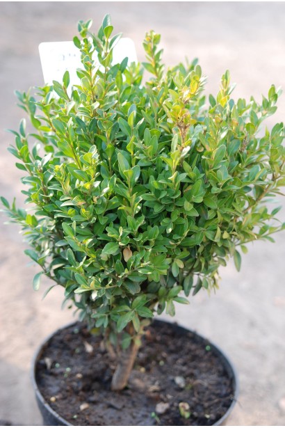 Самшит вічнозелений – декоративний кущ