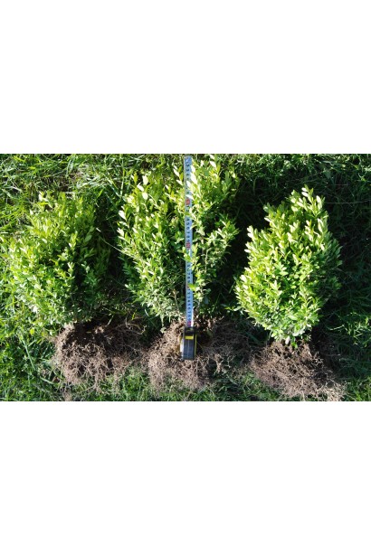 Самшит – низькоросла рослина для клумб