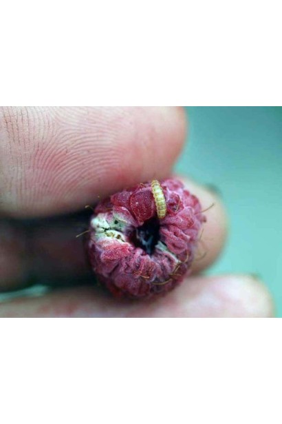 Актеллік‌ ‌500‌ ‌ЕС, 6 г