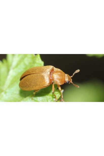 Актеллік‌ ‌500‌ ‌ЕС, 6 г