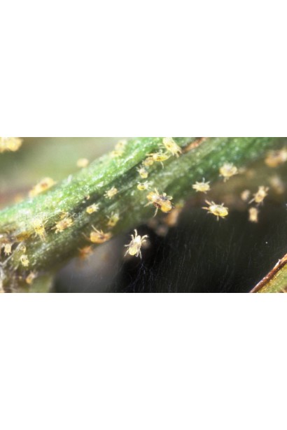 Актеллік‌ ‌500‌ ‌ЕС, 6 г