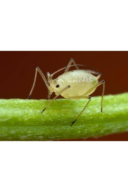 Актеллік‌ ‌500‌ ‌ЕС, 6 г