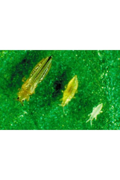 Актеллік‌ ‌500‌ ‌ЕС, 6 г