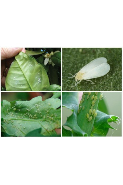 Актеллік‌ ‌500‌ ‌ЕС, 6 г