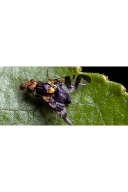 Актеллік‌ ‌500‌ ‌ЕС, 6 г