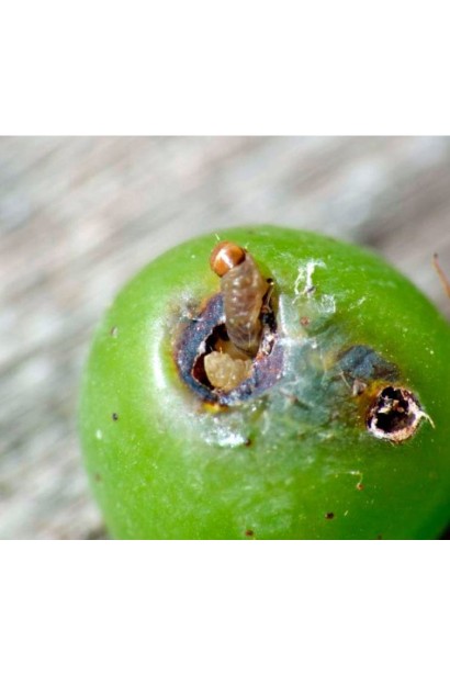 Актеллік‌ ‌500‌ ‌ЕС, 6 г