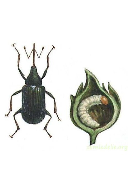 Актеллік‌ ‌500‌ ‌ЕС, 6 г